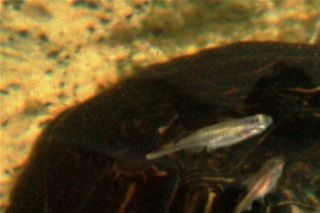 Parringsdans mellem guløret terrapiner.