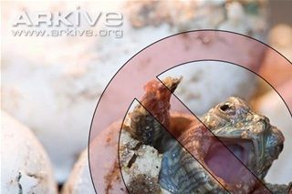 Udrug ikke terrapiner det er forbudt i Danmark og EU!