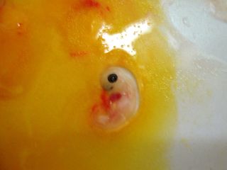 Skildpadde embryo.