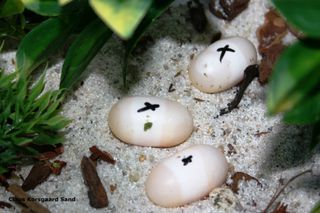 Sæt et mærke, på æggene, så ved du altid, hvilken side der er op. Moskusskildpadde æg.