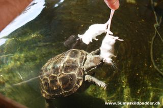 Kinesisks trekølsskildpadder æder mus. Det foder ville skildpadden hurtig falde for, hvis vi ikke fodrer med anden end mus. Mus får vores dyr kun en sjælden gang imellem.