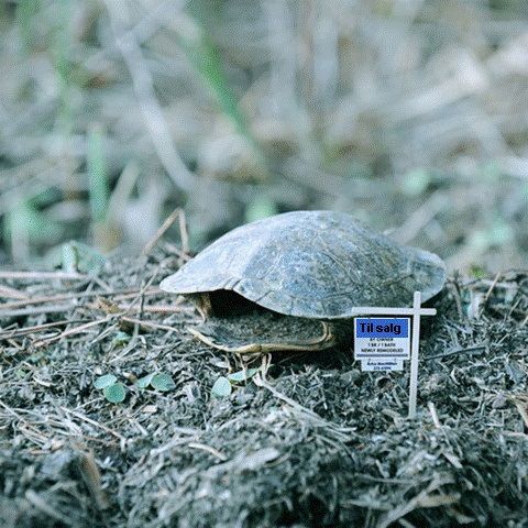 Nej, skildpadder kan ikke efterlade sit skjold - Er skildpadden væk, så er skildpadden også død!