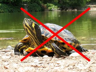 Guløret terrapin (Trachemys scripta scripta). 
