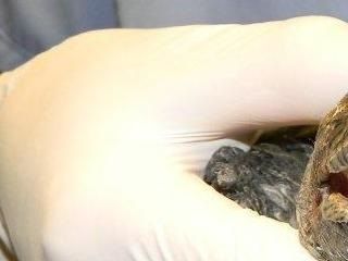 Latexhandsker er en god sikkerhed, når man rører ved skildpadder. SkildpaddeShop.dk