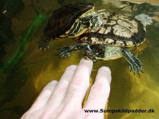 Av av! Skildpadden bider, den vil smage, om de der fingre kan spises? Formanden er selv skyld i, at den guløret terrapin bider! Større terrapiner kan let bide hul!
