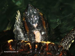 Terrapin hun, der er bidt i nakken af en parringsivrig han. Mindre skade.