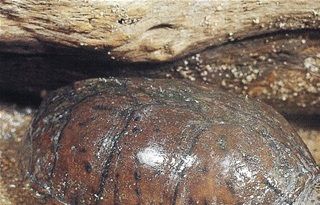 Sternotherus minor minor hun.