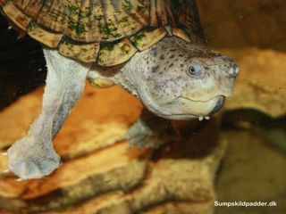 Pyramide moskusskildpadde (Sternotherus carinatus). Han 15 cm. i skjoldlængde og en sur bandit overfor andre skildpadder! Han bider ikke efter os, der håndterer ham.