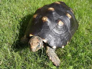 Geochelone carbonaria Wikemedia.