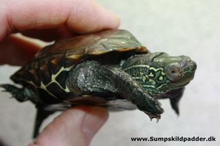 Lille Kinesisk trekølsskildpadde der blev reddet i sidste øjeblik. Det er ret tydeligt at se på skildpadden, at den er syg. 