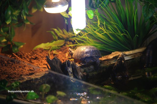 Alm. moskusskildpadde er netop kravlet op på land, hvor den hænger lidt ud under UVB og varmepæren, de hænger ikke i lamper, men kun i porcelænsfatninger.