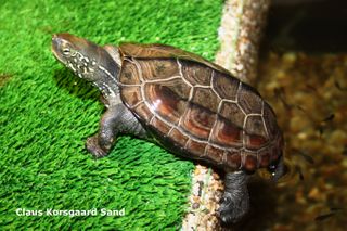 Kinesisk trekølsskildpadde.