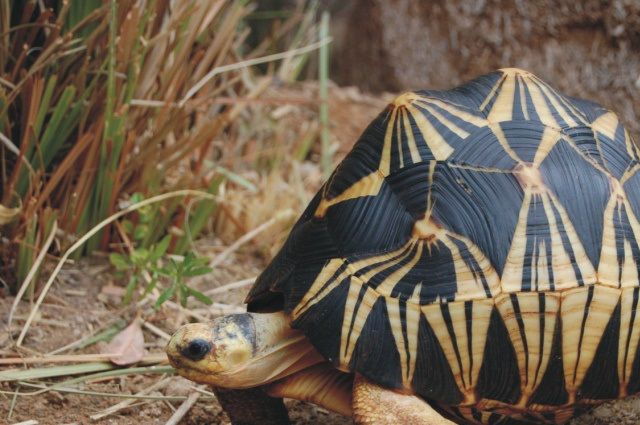 Stråleskildpadde (Astrochelys radiata)