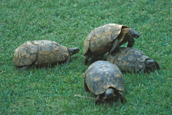 Glatrandet hængselskildpadde (Kinixys billiana)