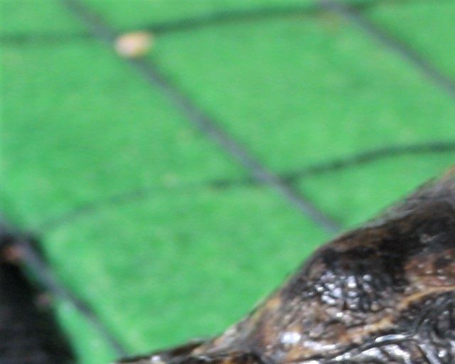 Fejlfodret Rødøret terrapin. Skildpadden har levet af muslinger, rejer og fisk fra havet og kattemad og skinke (saltet menneske mad). Det et meget proteinrige og ensformige foder, man har givet skildpadden, der har fået udposninger ved bagben også kaldet ødemer (vand i kroppen), det er ikke fordi skildpadden er fed, det er skildpaddens organer der svigter. Bemærk det krøllede og ujævne skjold (forvokset) på grund af et det voldsomme proteinindhold der er i blandt andet kattefoder (Tiger mad, ikke skildpadde mad). 
De skader, får skildpadden ikke over en nat, det er lang tids ensformigt fodring, måske 1-2 år. Det dør skildpadder normalt af. Denne skildpadde kunne ikke redes!
Mere om ødemer længer nede på siden.