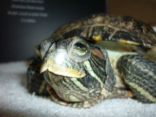 Rødøret terrapin der har levet af kattefoder og rødt kød. Man burde kunne regne ud, at det ikke er godt skildpaddefoder. Hvor i naturen finder skildpadden kattefoder og en oksesteg?