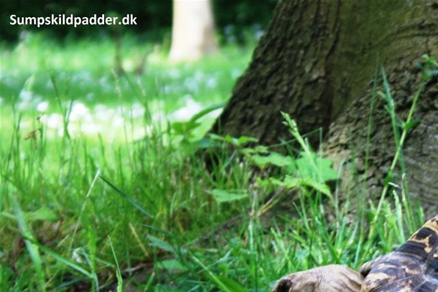 Leopardskildpadde