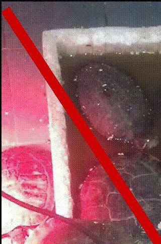 Din hobby skulle nødigt ende sådan! Billedet er fra en dansk skildpaddehandler. Mange skildpadder ender deres liv sådan. Alle glemmer, at det koster at komme af med sin skildpadde, når man ikke ønsker den længere. 