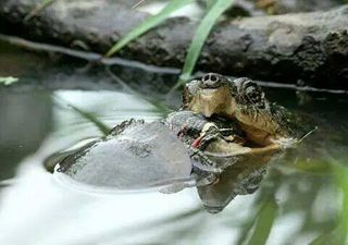 Snapskildpadde har ædt en mindre sumpskildpadde.