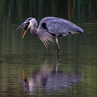 Hejre snupper en snapskildpadde. Det tog 15 minutter for hejren at få slugt skildpadden!