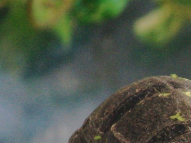Moskusskildpadden den snorksover, ovenpå en varm lampe. Den er ikke i dvale. Skildpadden kunne selvfølgelig være syg, hvis den ikke flytter sig og vil spise.