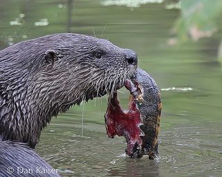 Odder æder en sumpskildpadde fotograf Dan Kaiser.