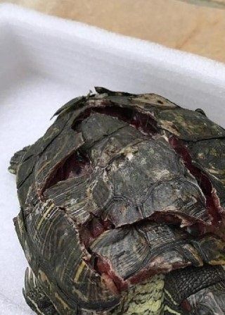 Rødøret terrapin der er faldet ned fra terassen fra et højhus. 