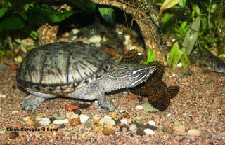 En alm. moskusskildpadde undersøger en sugemalle. De er vokset op sammen og har accepteret hinanden.