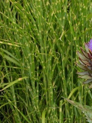 Artiskok, hele planten kan spises, af skildpadder.