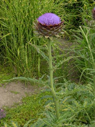 Artiskok, hele planten kan spises, af skildpadder.
