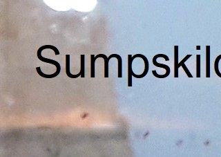 Græsk landskildpadde.