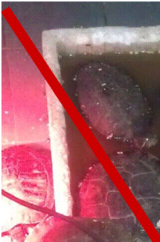 Foto taget af dansk skildpadde-horder. Denne skildpadde-horder, forstod slet ikke at det var et problem, at have sumpskildpadder gående på et koldt gulv, med kun en balje med 