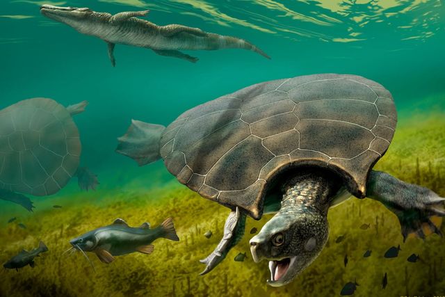 Den store ferskvandsskildpadde, som her er blevet afbildet, levede i floder og søer i den miocæne periode. J.a. Chirinos/Reuters
