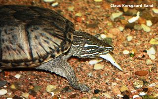 Her har en moskusskildpadde fået en lille ferskvandsfisk.
