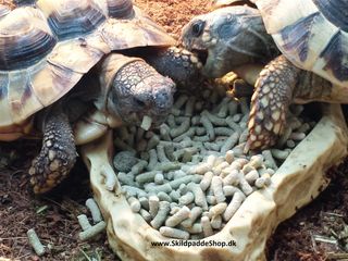 Græske landskildpadder spiser kvalitetsfoder fra SkildpaddeShop.dk