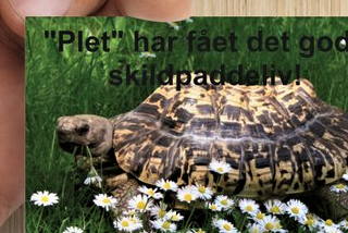 Hos Skildpadder ABC - Der vil jeg få det gode skildpaddeliv!