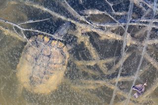 Sumpskildpadde i dvale under isen.
Fotograf John Frisch