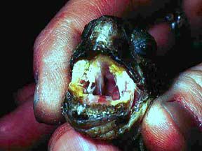 Et slemt eksempel, på Stomatitis, hos en landskildpadde.