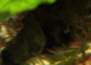 Kinosternon baurii