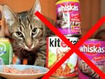 Katte- og hundefoder er dårligt foder og indeholder alt for meget protein for en sumpskildpadde.