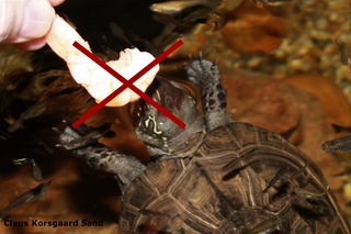 Kinesiske trekølsskildpadde vil hurtigt ikke æde andet end rejer (blive kræsen), hvis skildpadden får lov. 