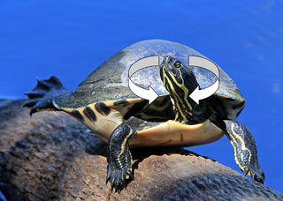 Her virrer og kaster skildpadden hovedet bagud og fra side til side, det kan det være tegn på vitamin mangel (B1) eller forgiftning.