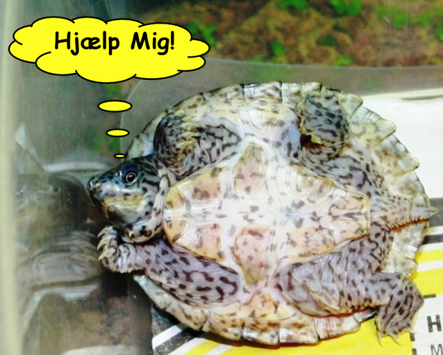 Der er altid noget at holde øje med, når man har dyr. 