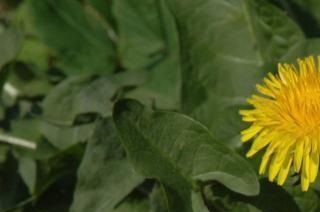 Alm. mælkebøtte (Taraxacum officinale) hele planten kan benyttes.