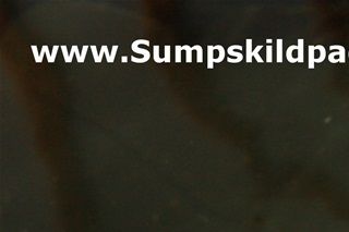 Terrapin får et kyllingeben. Kylling er naturligt foder, skildpadder vil æde en død fugl, hvis de da ikke selv fanger den?