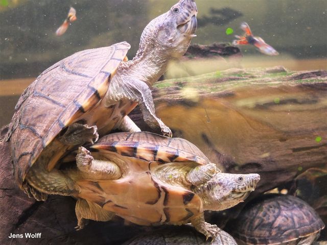 (Sternotherus odoratus) Pyramide moskusskildpadde har sin penis fremme.