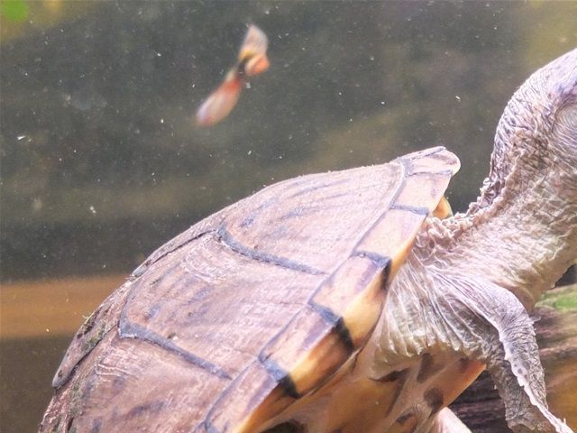 Pyramide moskusskildpadder (Sternotherus carinatus). Han er øverst, under parringen. Bemærk den store penis. Kikker du godt efter, kan du se han har et konkavt bugskjold, der passer mod hunnens rygskjold.