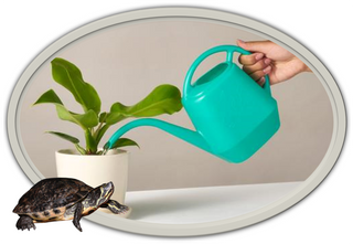 Vand dine planter med vand fra sumpskildpaddeakvariet og dine planter bliver glade.