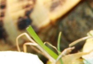 Sammen med det gode foder, er det også vigtigt at du drysser vitaminer, mineraler og kalkpulver ud over skildpaddens foder. Det er vigtigt at der drysses et pænt lag over fodret.