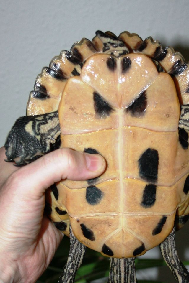 Skildpadden hænger her helt slap og livløs. Denne skildpadde blev reddet, selv om det så håbløst ud, i flere timer. Beskrivelse af et redningsforløb, kan læses ovenfor.